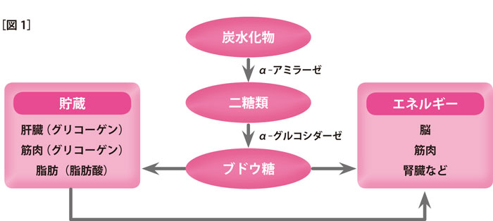 肥満や糖尿病の原因となる高血糖。血糖値を上げるブドウ糖とは何か？