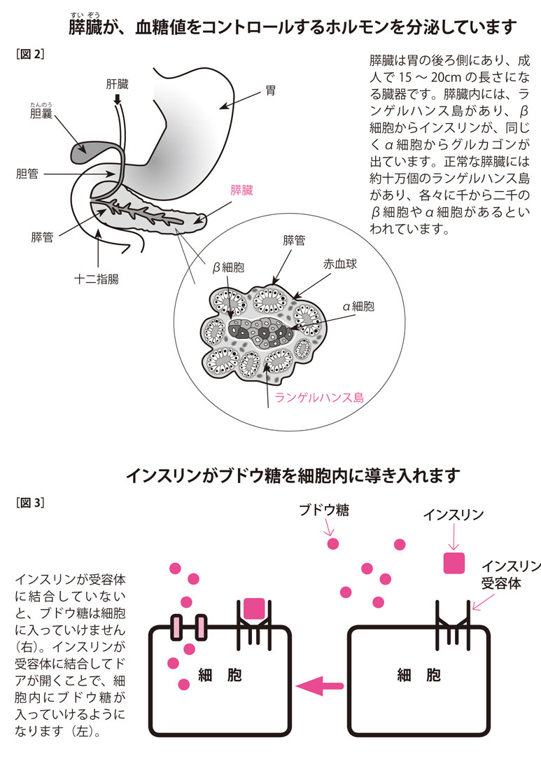 ブドウ糖を細胞内に導くインスリンが、血糖値をコントロールしている
